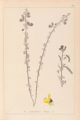 Louis Antoine Cusin - Herbier de la flore franaise Pl0172.webp