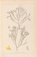 Herbier de la flore française Pl0173 - Louis Antoine Cusin — vista dell’opera