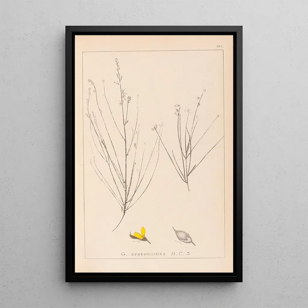 Louis Antoine Cusin - Herbier de la flore franaise Pl0175.webp