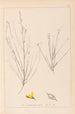 Herbier de la flore française Pl0175 - Louis Antoine Cusin — vista dell’opera