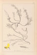 Herbier de la flore française Pl0176 - Louis Antoine Cusin — vista dell’opera