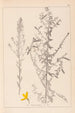 Herbier de la flore française Pl0178 - Louis Antoine Cusin — vista dell’opera