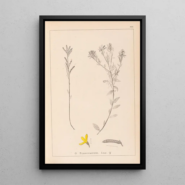 Louis Antoine Cusin - Herbier de la flore franaise Pl0179.webp