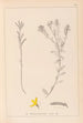 Herbier de la flore française Pl0179 - Louis Antoine Cusin — vista dell’opera