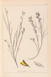Herbier de la flore française Pl0180 - Louis Antoine Cusin — vista dell’opera
