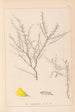 Herbier de la flore française Pl0183 - Louis Antoine Cusin — vista dell’opera