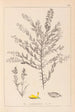 Herbier de la flore française Pl0185 - Louis Antoine Cusin — vista dell’opera