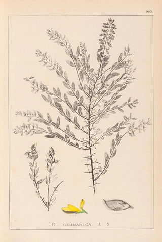 Louis Antoine Cusin - Herbier de la flore franaise Pl0185.webp