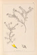 Herbier de la flore française Pl0186 - Louis Antoine Cusin — vista dell’opera