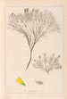 Herbier de la flore française Pl0187 - Louis Antoine Cusin — vista dell’opera