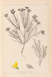 Herbier de la flore française Pl0189 - Louis Antoine Cusin — vista dell’opera