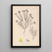 Herbier de la flore française Pl0189 - Louis Antoine Cusin — quadro incorniciato alla parete