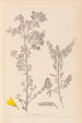 Herbier de la flore française Pl0190 - Louis Antoine Cusin — vista dell’opera
