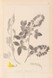 Herbier de la flore française Pl0191 - Louis Antoine Cusin — vista dell’opera