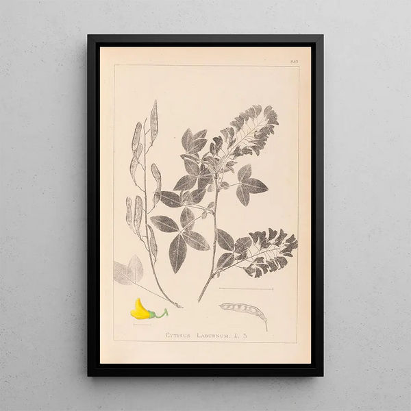Louis Antoine Cusin - Herbier de la flore franaise Pl0191.webp