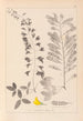 Herbier de la flore française Pl0192 - Louis Antoine Cusin — vista dell’opera