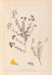 Herbier de la flore française Pl0193 - Louis Antoine Cusin — vista dell’opera
