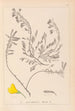 Herbier de la flore française Pl0194 - Louis Antoine Cusin — vista dell’opera