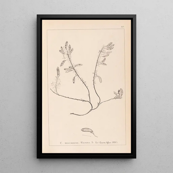 Louis Antoine Cusin - Herbier de la flore franaise Pl0195.webp