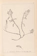Herbier de la flore française Pl0195 - Louis Antoine Cusin — vista dell’opera