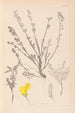 Herbier de la flore française Pl0196 - Louis Antoine Cusin — vista dell’opera