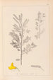 Herbier de la flore française Pl0197 - Louis Antoine Cusin — vista dell’opera