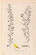 Herbier de la flore française Pl0198 - Louis Antoine Cusin — vista dell’opera