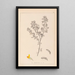 Herbier de la flore française Pl0199 - Louis Antoine Cusin — quadro incorniciato alla parete