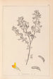 Herbier de la flore française Pl0199 - Louis Antoine Cusin — vista dell’opera