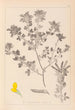 Herbier de la flore française Pl0200 - Louis Antoine Cusin — vista dell’opera