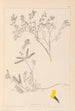 Herbier de la flore française Pl0201 - Louis Antoine Cusin — vista dell’opera