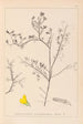 Herbier de la flore française Pl0203 - Louis Antoine Cusin — vista dell’opera