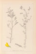 Herbier de la flore française Pl0204 - Louis Antoine Cusin — vista dell’opera