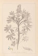 Herbier de la flore française Pl0206 - Louis Antoine Cusin — vista dell’opera