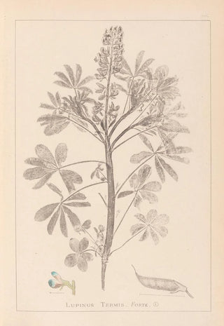 Louis Antoine Cusin - Herbier de la flore franaise Pl0206.webp