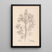Herbier de la flore française Pl0206 - Louis Antoine Cusin — quadro incorniciato alla parete