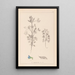 Herbier de la flore française Pl0207 - Louis Antoine Cusin — quadro incorniciato alla parete