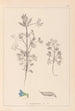 Herbier de la flore française Pl0207 - Louis Antoine Cusin — vista dell’opera