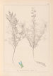Herbier de la flore française Pl0208 - Louis Antoine Cusin — vista dell’opera