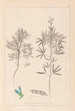 Herbier de la flore française Pl0209 - Louis Antoine Cusin — vista dell’opera