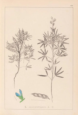 Louis Antoine Cusin - Herbier de la flore franaise Pl0209.webp