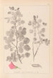 Herbier de la flore française Pl0210 - Louis Antoine Cusin — vista dell’opera