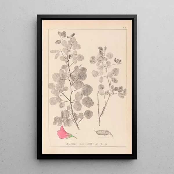 Louis Antoine Cusin - Herbier de la flore franaise Pl0210.webp