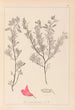 Herbier de la flore française Pl0211 - Louis Antoine Cusin — vista dell’opera