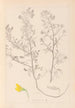 Herbier de la flore française Pl0213 - Louis Antoine Cusin — vista dell’opera
