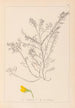 Herbier de la flore française Pl0214 - Louis Antoine Cusin — vista dell’opera