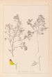 Herbier de la flore française Pl0216 - Louis Antoine Cusin — vista dell’opera