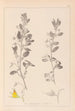 Herbier de la flore française Pl0217 - Louis Antoine Cusin — vista dell’opera