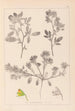 Herbier de la flore française Pl0218 - Louis Antoine Cusin — vista dell’opera