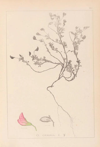 Louis Antoine Cusin - Herbier de la flore franaise Pl0219.webp